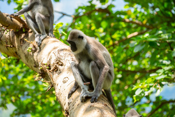 Obraz premium Gray hanuman langurs on a tree. Monkeys in the wild in the jungles of Sri Lanka. Troop of monkeys on trees. Wildlife scene with wild animals.