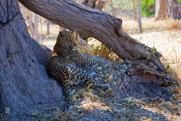 leopard in tree © Sam