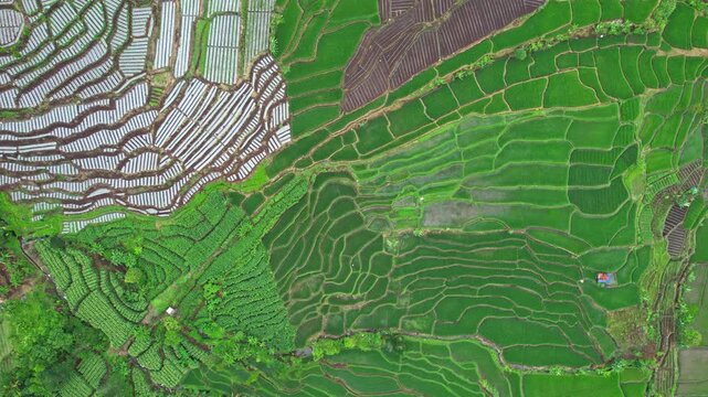 Aerial drone footage from above of a complex terrace rice field area, with greeneries, muddy spots, some with plastic covered vegetables, in Garut area, Java island, Indonesia
