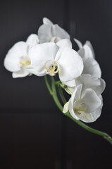 Elegant white orchid flowers on dark background, delicate petals in soft light, minimal floral composition, natural beauty concept.
