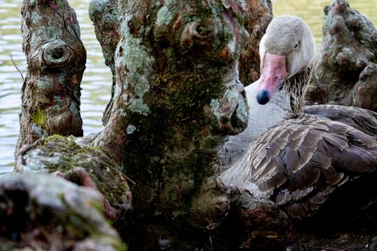 Ganso de cor cinza nas margens de um lago. 