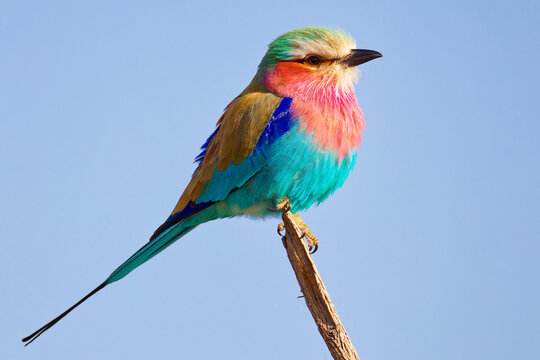 Lilac breasted roller in Botswana, Africa.