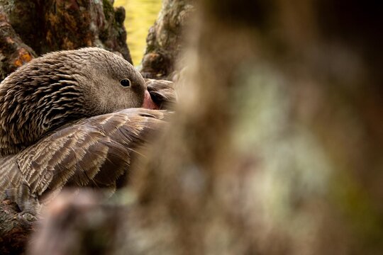 Ganso de cor cinza nas margens de um lago. 