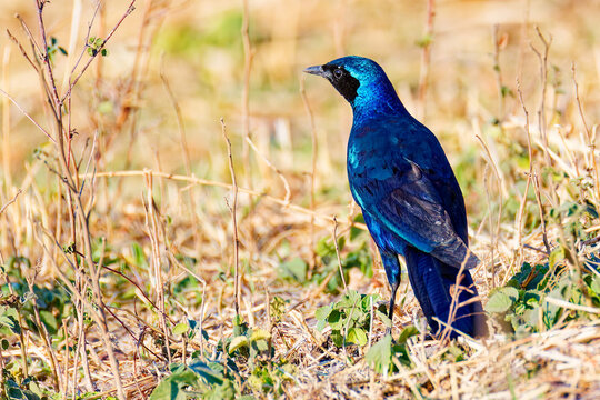 Burchell's starling or Burchell's glossy-starling is a species of starling in the family Sturnidae. The monogamous and presumably sedentary species is native to dry and mesic woodlands and savannah...