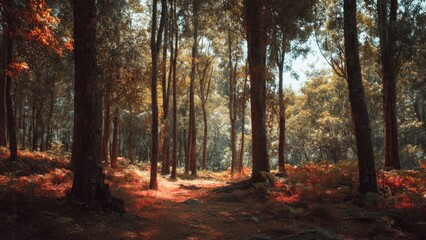 Obraz premium Sunlit Path Through Autumnal Forest