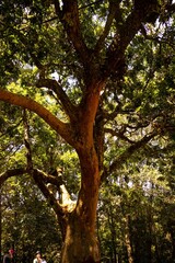 Obraz premium Folha e galhos de árvore nativa da Mata Atlântica Brasileira. 