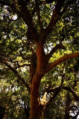 Fototapeta premium Folha e galhos de árvore nativa da Mata Atlântica Brasileira. 