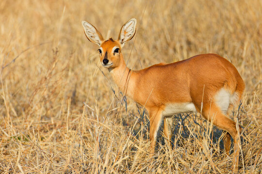 The steenbok is a common small antelope of southern and eastern Africa. It is sometimes known as the steinbuck or steinbok.