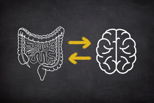 Gut Brain Connection Concept. The Brain And Digestive System, Mental Health And Microbiome Balance. 