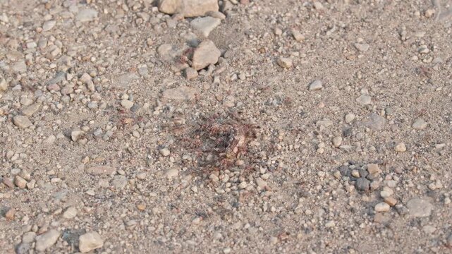Group of ants carrying a dead worm over gravel