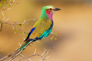 Obraz premium Lilac breasted roller in Botswana, Africa.