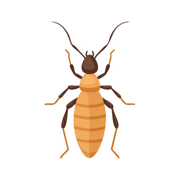 A detailed illustration of a termite