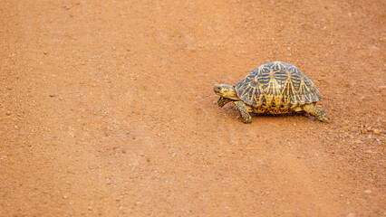 Fototapeta premium Close-up photograph of a Star Tortoise walking across a sandy terrain