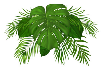 Lush tropical palm leaves and green exotic foliage. Realistic coconut palm fronds with vibrant monstera plants perfect for summer beach designs. Vector illustration © wild
