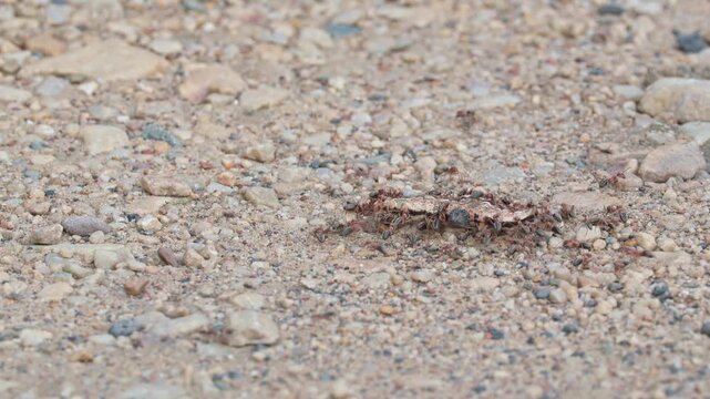 Group of ants carrying a dead worm over gravel