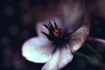 Lenzrose rot violett magisch Bokeh Nahaufnahme