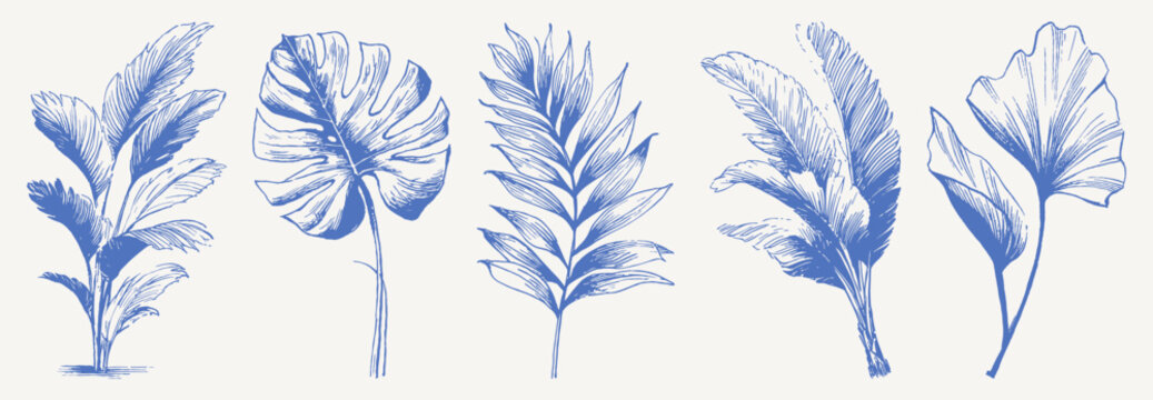 Tropical leaves botanical jungle vintage hand drawn. Crayon sketch drawing line art set with banana, monstera and palm foliage shapes. Retro decorative summer plant illustrations.