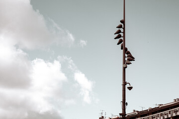 Obraz premium Pigeons perched on streetlight against overcast urban skyline