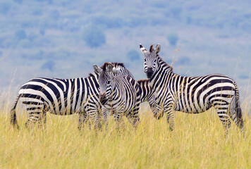 Obraz premium Herd of Plains Zebra in Masai Mara National Park in East Africa Kenya KEN