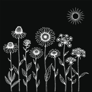 Monochromatic line art of wildflowers and sun
