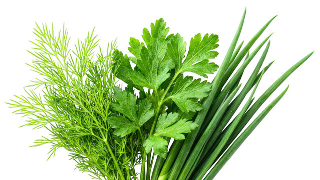 Fresh Green Culinary Herbs Dill Parsley and Green Onions