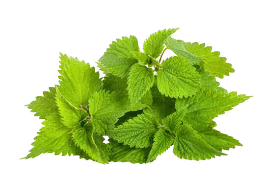 Fresh Green Stinging Nettle Leaves on a Dark Void