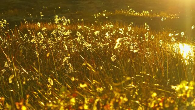 Teriberka, dry reeds. tall, feathery reeds swaying gently at sunset, with the sun's warm glow subtly backlighting their delicate plumes. Natural beauty, tranquility, and peace of sunny day vibrant