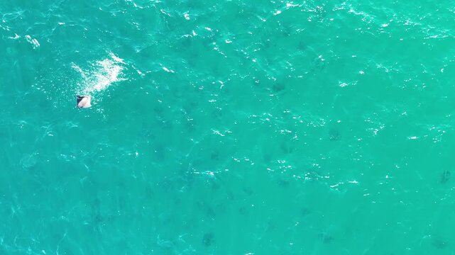 Massive Mobula Ray Breach from Above &ndash; Baja California Ocean Wildlife (4K Drone)