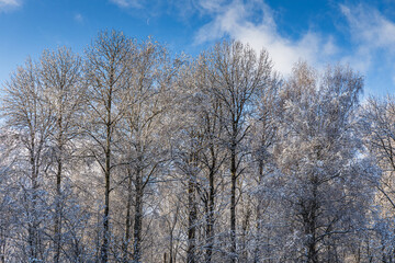 Fototapeta premium Sunny weather, blue sky. Snow covers the ground and trees.