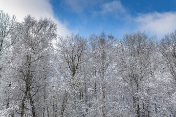 Fototapeta premium Sunny weather, blue sky. Snow covers the ground and trees.
