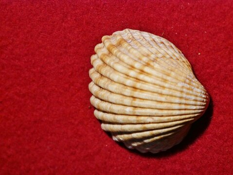 Gro&szlig;e Muschel Cardiidae - Acanthocardia tuberculata