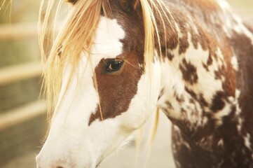 portrait of a horse © Dan
