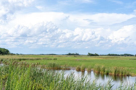 Marshland and Forest in Back Bay National Wildlife Refuge Virginia Beach Virginia