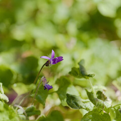 Flora of Gran Canaria - Viola odorata,  sweet violet, natural macro floral background
