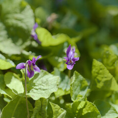 Flora of Gran Canaria - Viola odorata,  sweet violet, natural macro floral background
