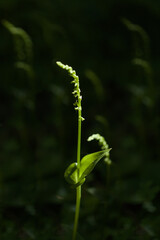 Flora of Gran Canaria - Gennaria diphylla, two-leaved orchid, forming fruit natural macro floral background
