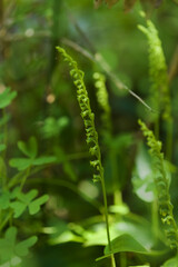Flora of Gran Canaria - Gennaria diphylla, two-leaved orchid, forming fruit natural macro floral background
