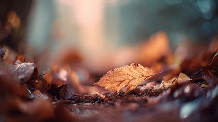Autumn Leaf on Forest Floor