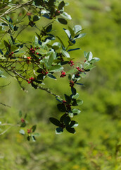 Flora of Gran Canaria - Ilex canariensis, the small-leaved holly natural macro floral background
