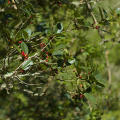 Flora of Gran Canaria - Ilex canariensis, the small-leaved holly natural macro floral background
