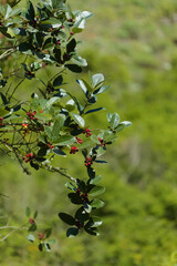Flora of Gran Canaria - Ilex canariensis, the small-leaved holly natural macro floral background
