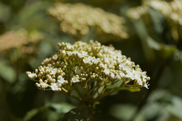 Flora of Gran Canaria - flwering Viburnum rigidum,  Canary Laurustinus, plant endemic to Canaries, natural macro floral background
