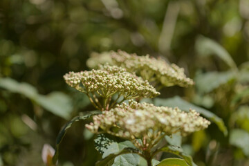 Flora of Gran Canaria - flwering Viburnum rigidum,  Canary Laurustinus, plant endemic to Canaries, natural macro floral background
