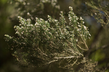 Flora of Gran Canaria -  small white flowers of Erica canariensis, Canary Tree Heather natural macro floral background
