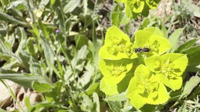 Euphorbia serrata is a species of spurge known by the common names serrated spurge and sawtooth spurge, and also known as Tintern spurge and upright spurge. Beit Keshet nature reserve in Israel. Mount