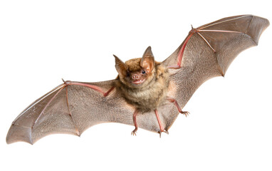 Horseshoe bat hanging upside down with wings folded emphasizing anatomical details, soft fur, and nocturnal wildlife study inspiration isolated on transparent background PNG