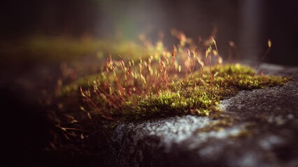Moss and Sporophytes on Stone