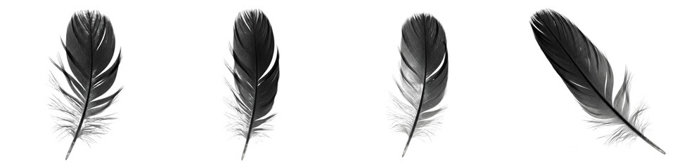 Black feathers set isolated on white background, realistic bird plume collection, crow and raven feathers png, dark wings element for design, soft elegant plumage, feather set cutout. © peegleeV