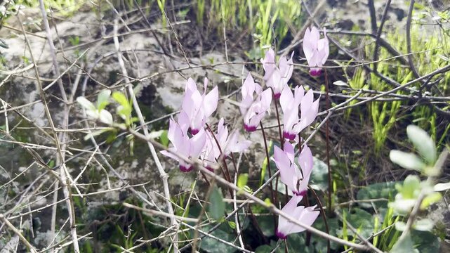 Delicate pink cyclamens in Beit Keshet nature reserve in Israel, spring.