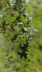 Flora of Gran Canaria - Ilex canariensis, the small-leaved holly natural macro floral background
